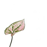 Caladium 'Purple Light' leaf close-up on white background.