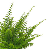 Nephrolepis exaltata 'Green Fantasy' leaf close-up on white background.