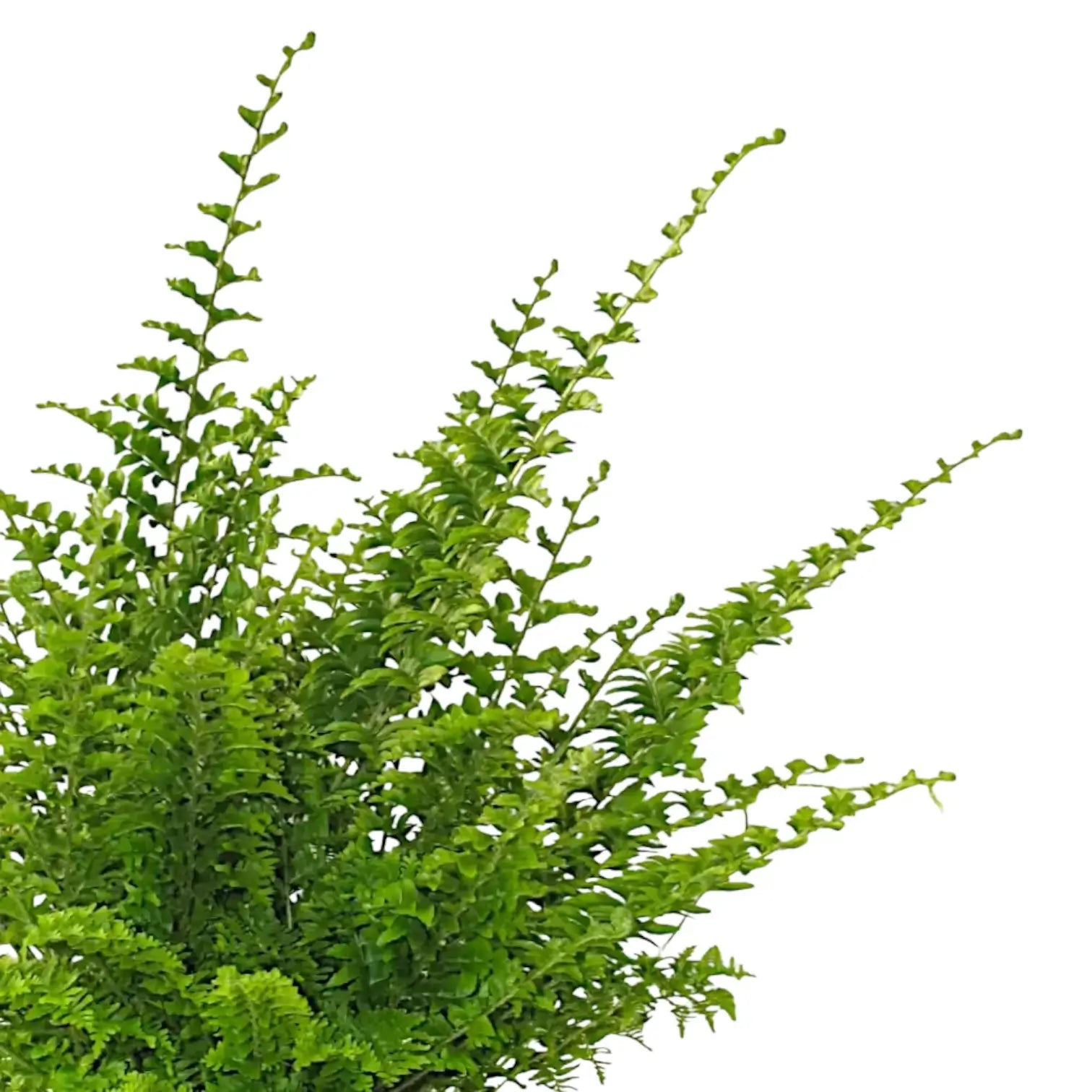 Nephrolepis exaltata 'Green Fantasy' leaf close-up on white background.
