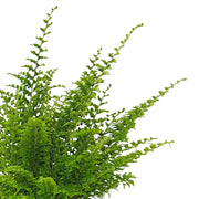 Nephrolepis exaltata 'Green Fantasy' leaf close-up on white background.