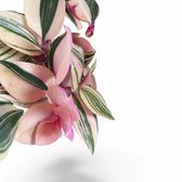 Nahaufnahme eines Blatts von Tradescantia mundula 'Lisa' vor weißem Hintergrund.