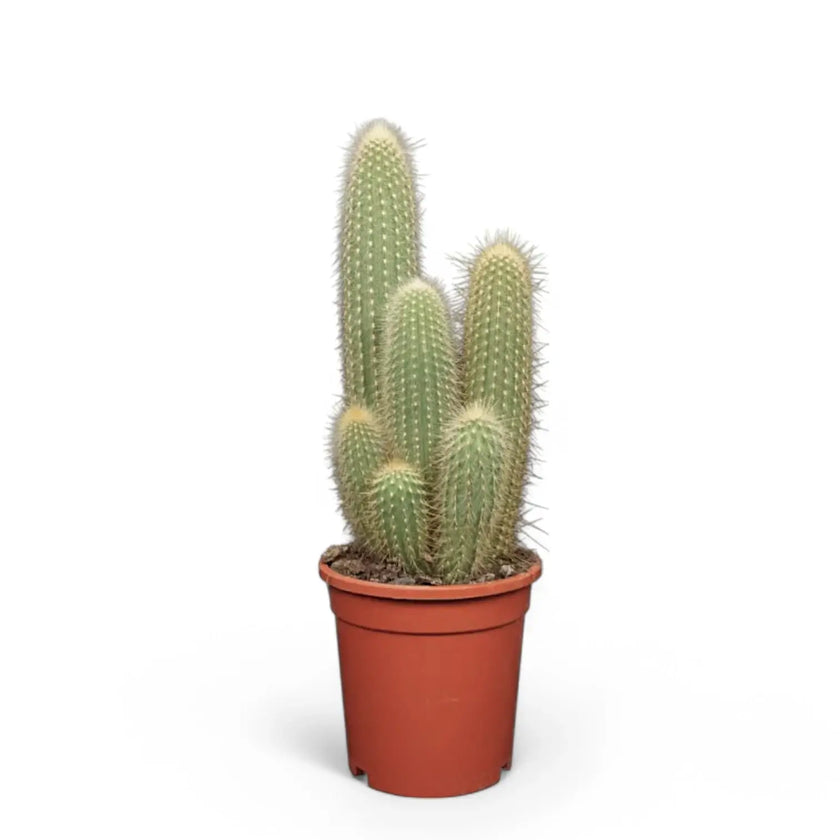 Espostoa guentheri potted houseplant in nursery pot on white background, product photo 2.