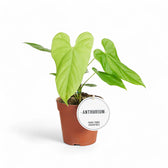 Anthurium balaoanum – Topfpflanze im Kulturtopf vor weißem Hintergrund, Produktfoto 5.