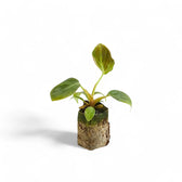 Philodendron 'El Choco red' (Philodendron rubrijuvenile) – Zimmerpflanze im Kulturtopf auf weißem Hintergrund, Produktfoto 4.