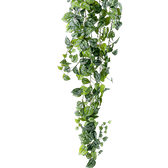 Nahaufnahme eines Blatts von Scindapsus pictus 'Argyraeus' vor weißem Hintergrund.