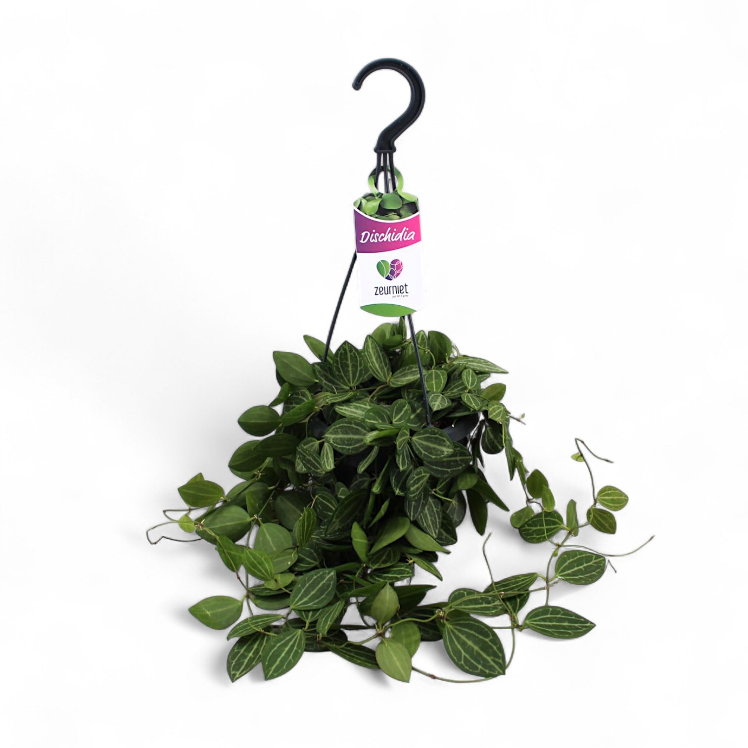 Dischidia ovata 'Melon' potted houseplant in nursery pot on white background, product photo 4.