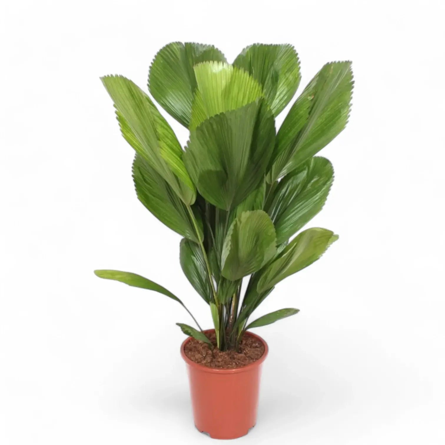 Licuala grandis – Zimmerpflanze im Kulturtopf auf weißem Hintergrund, Produktfoto 7.