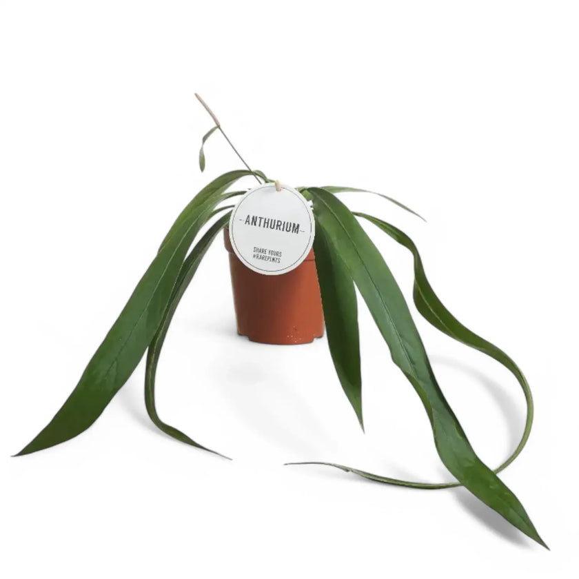 Anthurium vittarifolium potted houseplant in nursery pot on white background, product photo