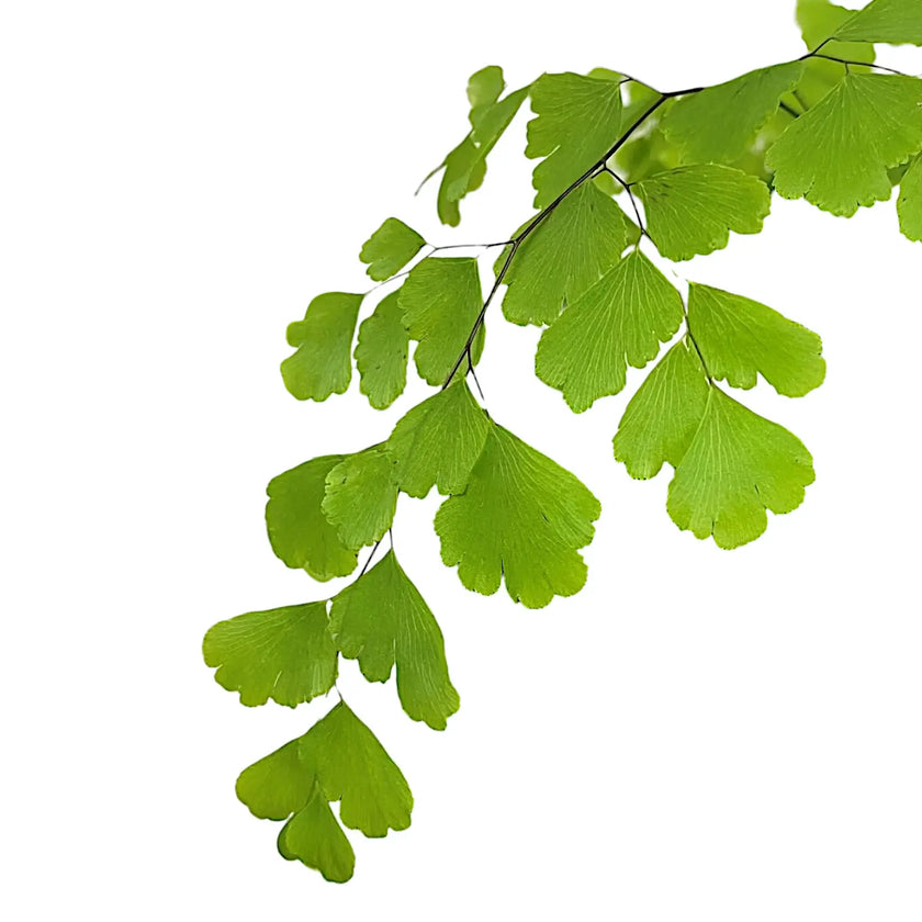 Adiantum raddianum leaf close-up on white background.
