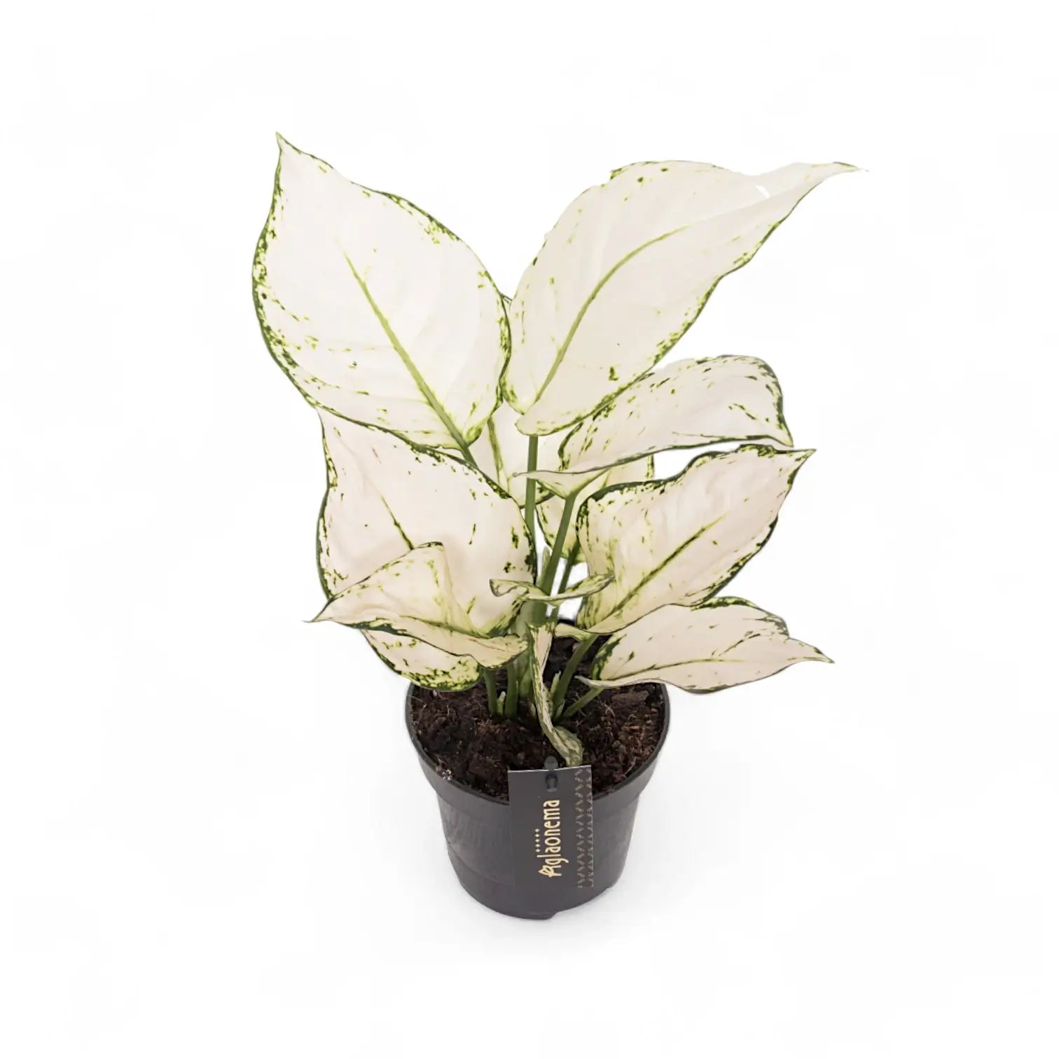 Aglaonema 'White joy' – Zimmerpflanze im Kulturtopf auf weißem Hintergrund, Produktfoto 4.