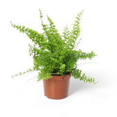 Nephrolepis exaltata 'Green Fantasy' potted houseplant in nursery pot on white background, product photo 4.