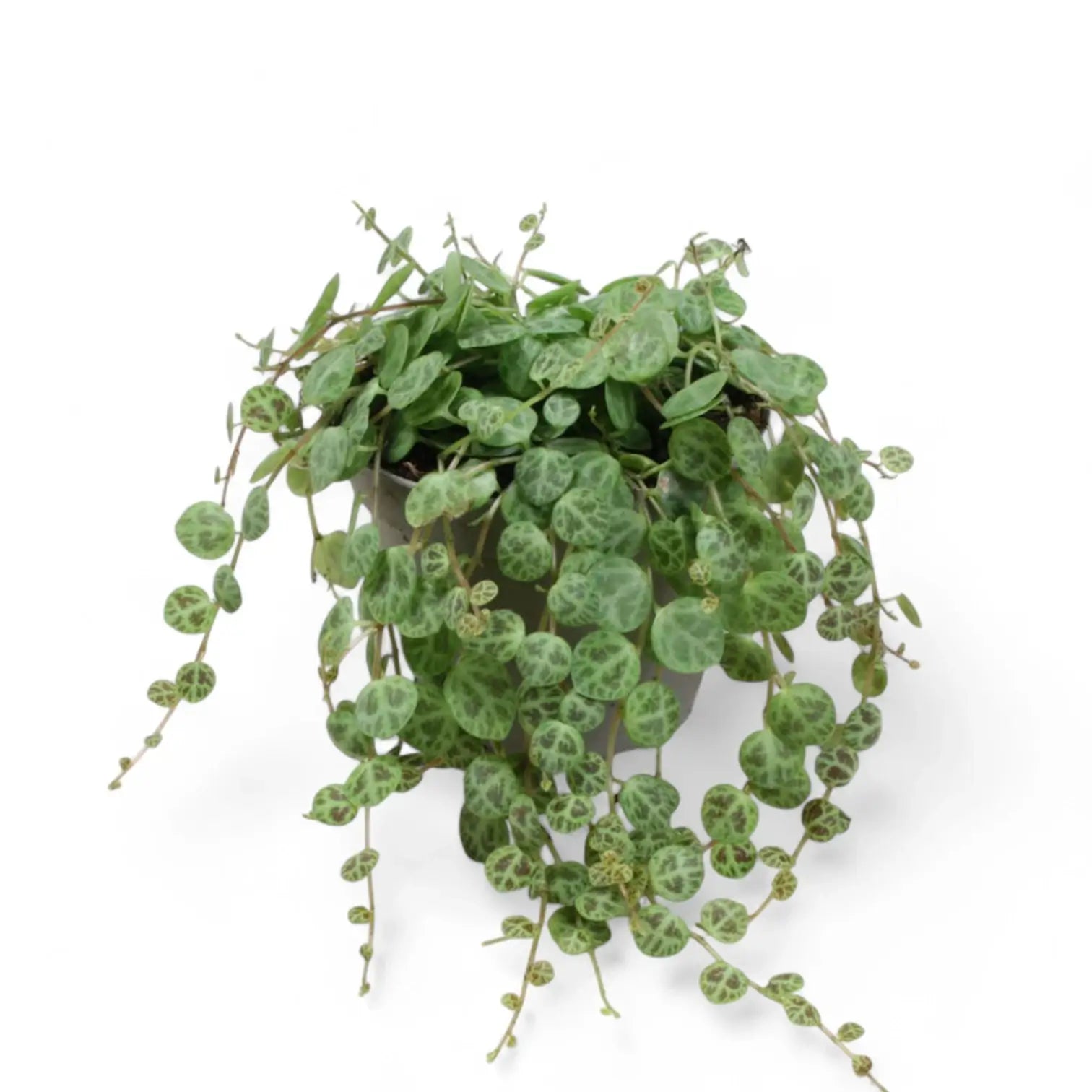 Peperomia prostrata – Zimmerpflanze im Kulturtopf auf weißem Hintergrund, Produktfoto 6.