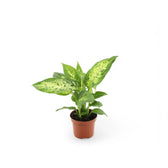 Dieffenbachia seguine 'Compacta' – Topfpflanze im Kulturtopf vor weißem Hintergrund, Produktfoto 2.