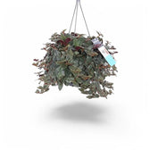 Cyanotis beddomei ‘Brown Hill’ – Topfpflanze im Kulturtopf vor weißem Hintergrund, Produktfoto 2.