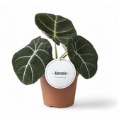 Alocasia reginula 'Black velvet' potted houseplant in nursery pot on white background, product photo 9.
