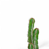 Euphorbia avasmontana leaf close-up on white background.