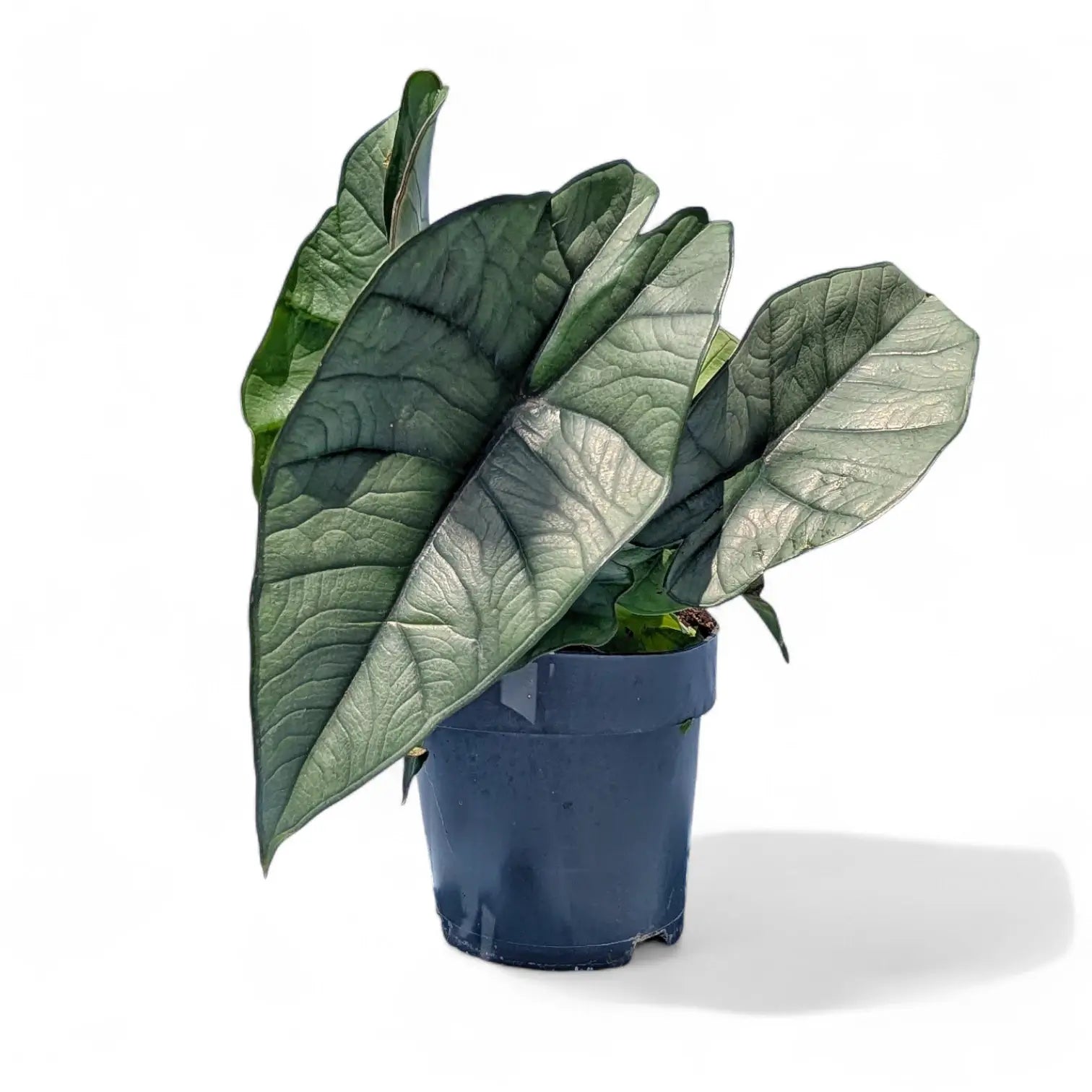 Alocasia 'Platinum' – Zimmerpflanze im Kulturtopf auf weißem Hintergrund, Produktfoto 7.
