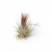 3 x Tillandsia Air Plants in Glass potted houseplant in nursery pot on white background, product photo 5.
