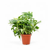 Rhaphidophora tetrasperma potted houseplant in nursery pot on white background, product photo 8.