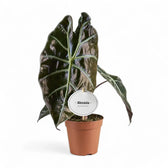 Alocasia suhirmaniana potted houseplant in nursery pot on white background, product photo 3.