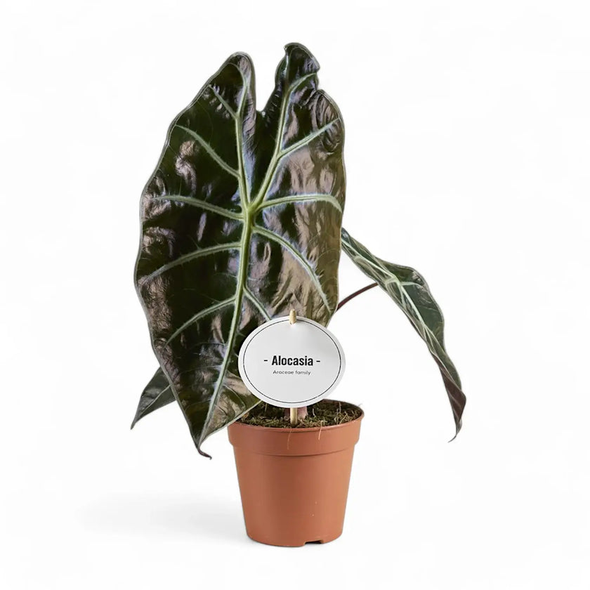 Alocasia suhirmaniana potted houseplant in nursery pot on white background, product photo 3.