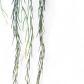 Hoya linearis potted houseplant in nursery pot on white background, product photo 2.