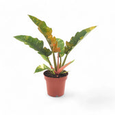 Philodendron 'Ring of fire' – Zimmerpflanze im Kulturtopf auf weißem Hintergrund, Produktfoto 11.