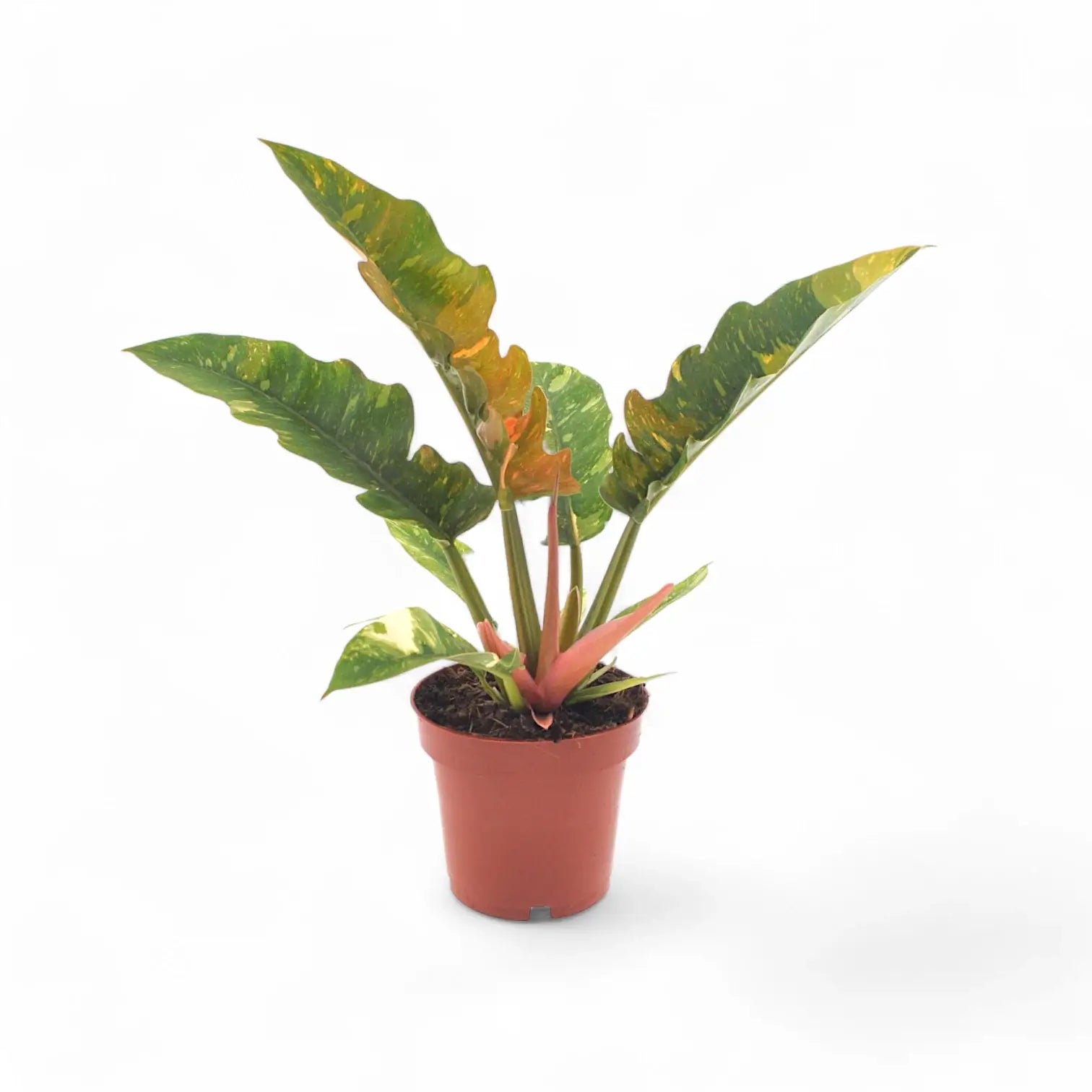 Philodendron 'Ring of fire' – Zimmerpflanze im Kulturtopf auf weißem Hintergrund, Produktfoto 11.