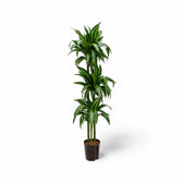 Dracaena fragrans ‘Hawaiian Sunshine’ – Topfpflanze im Kulturtopf vor weißem Hintergrund, Produktfoto 7.