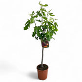 Ficus carica – Topfpflanze im Kulturtopf vor weißem Hintergrund, Produktfoto 3.