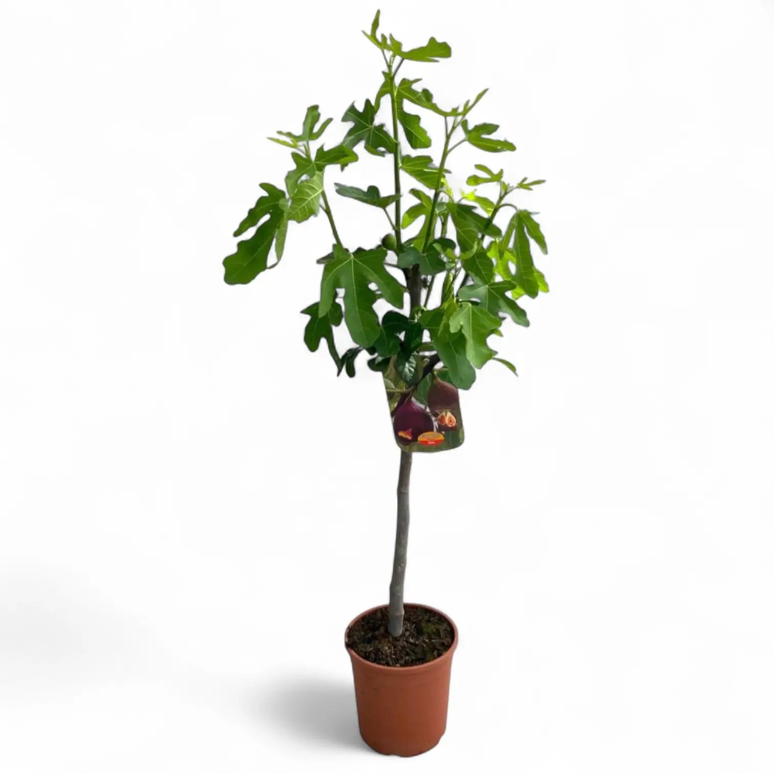 Ficus carica – Topfpflanze im Kulturtopf vor weißem Hintergrund, Produktfoto 3.