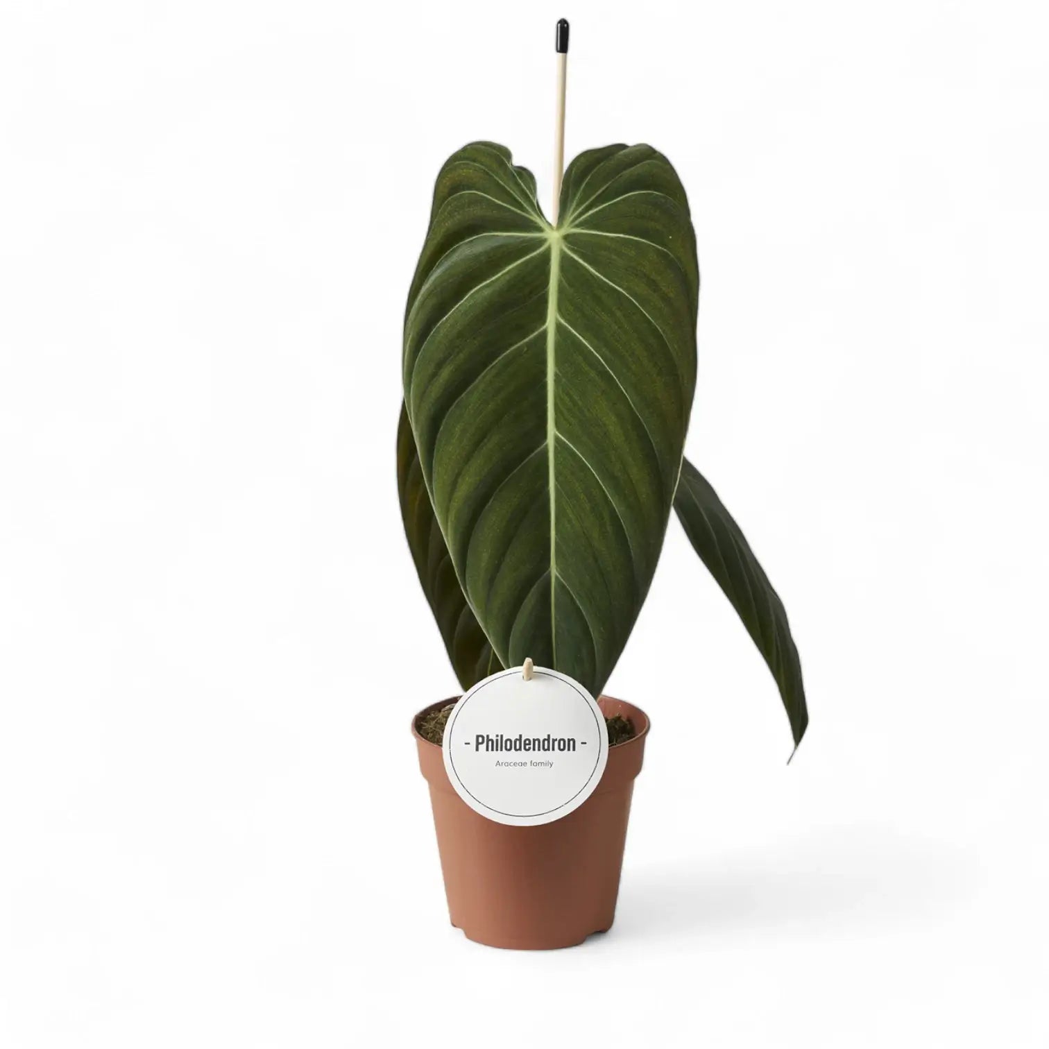Philodendron melanochrysum potted houseplant in nursery pot on white background, product photo 15.