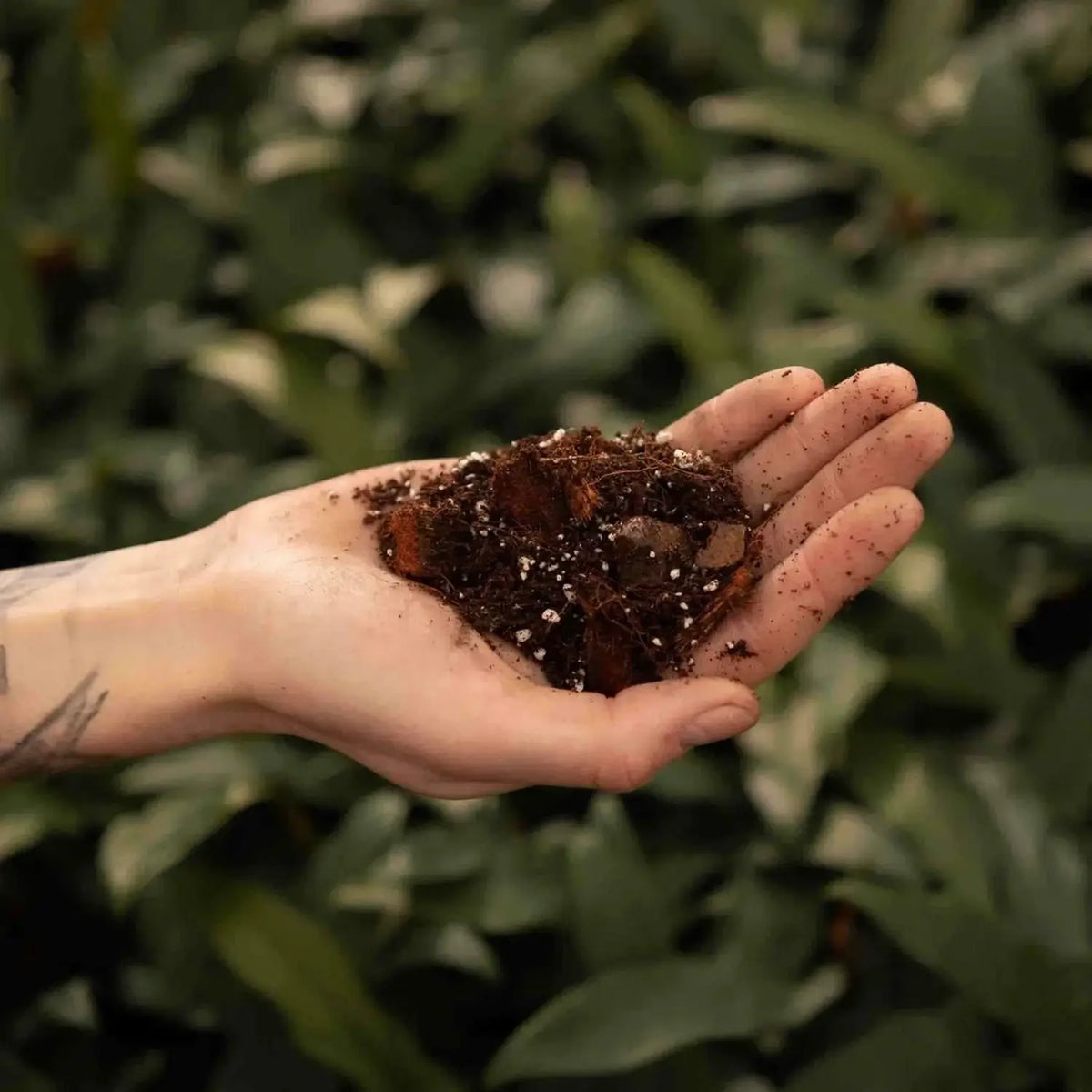 Hoya Potting Mix on white background, product photo 7.