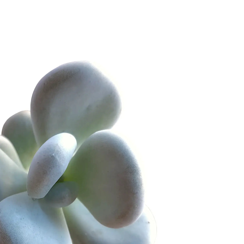 Pachyphytum bracteosum leaf close-up on white background.