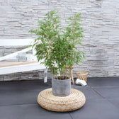 Fargesia 'Rufa' potted houseplant in nursery pot on white background, product photo 9.