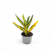 Codiaeum variegatum 'Sunny Star' potted houseplant in nursery pot on white background, product photo 5.