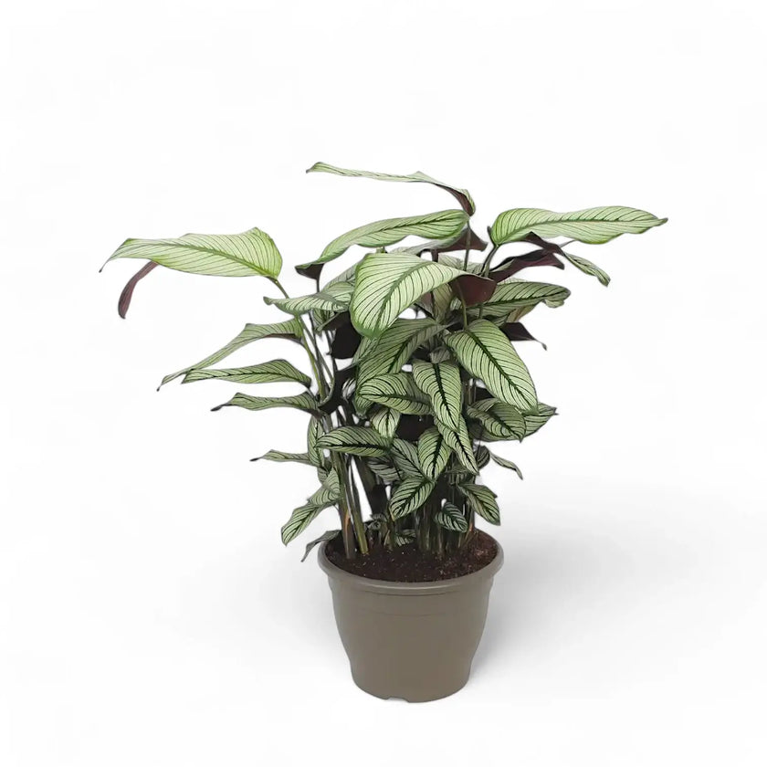 Goeppertia (Calathea) majestica 'Whitestar' potted houseplant in nursery pot on white background, product photo 3.