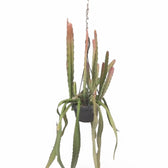 Disocactus (Epiphyllum) ackermannii 'Red tip' – Topfpflanze im Kulturtopf vor weißem Hintergrund, Produktfoto 4.