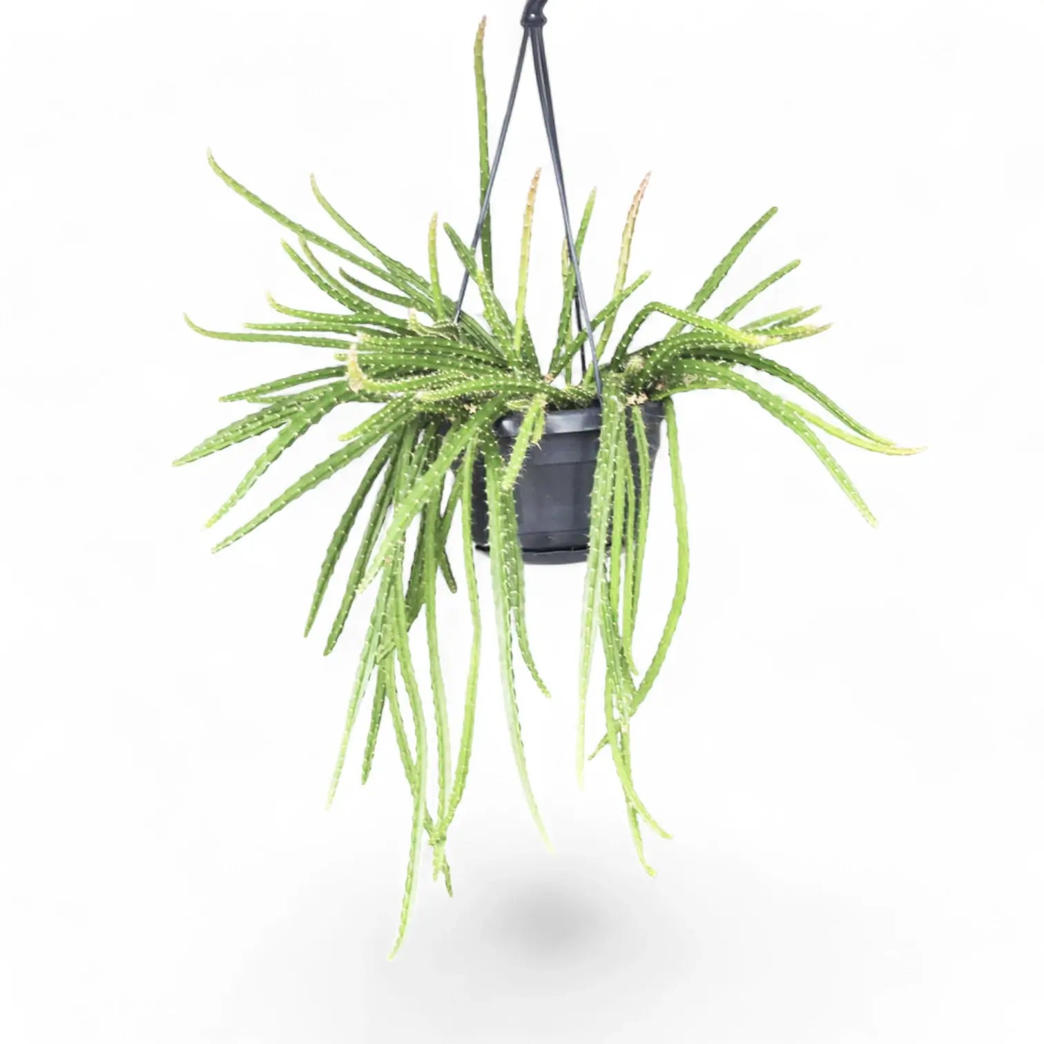 Aporocactus 'Melanie' – Zimmerpflanze im Kulturtopf auf weißem Hintergrund, Produktfoto 2.