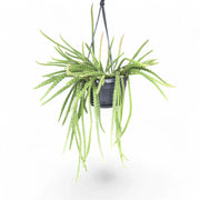 Aporocactus 'Melanie' – Zimmerpflanze im Kulturtopf auf weißem Hintergrund, Produktfoto 2.