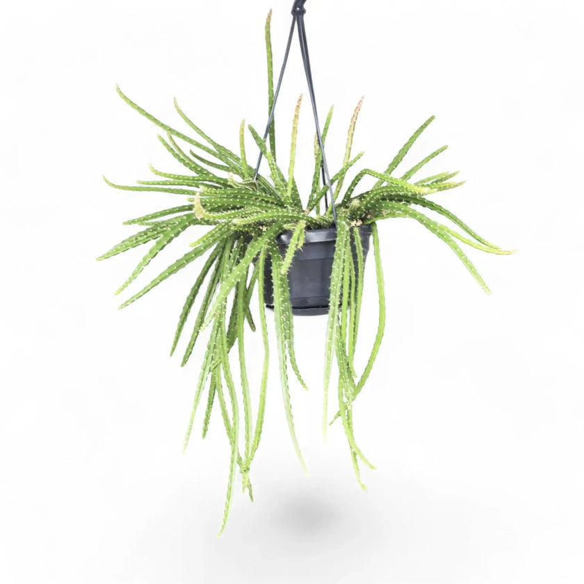 Aporocactus 'Melanie' potted houseplant in nursery pot on white background, product photo 2.