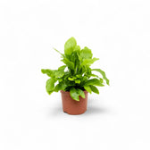 Asplenium nidus – Zimmerpflanze im Kulturtopf auf weißem Hintergrund, Produktfoto 3.