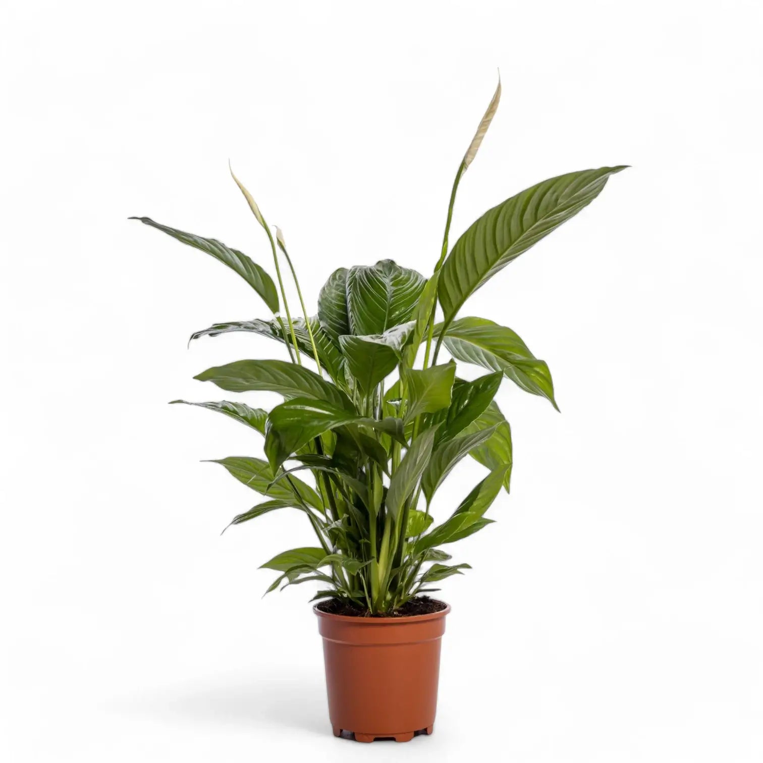 Spathiphyllum 'Sweet Lauretta' potted houseplant in nursery pot on white background, product photo 5.