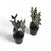 Alocasia sanderiana 'Nobilis' potted houseplant in nursery pot on white background, product photo 2.