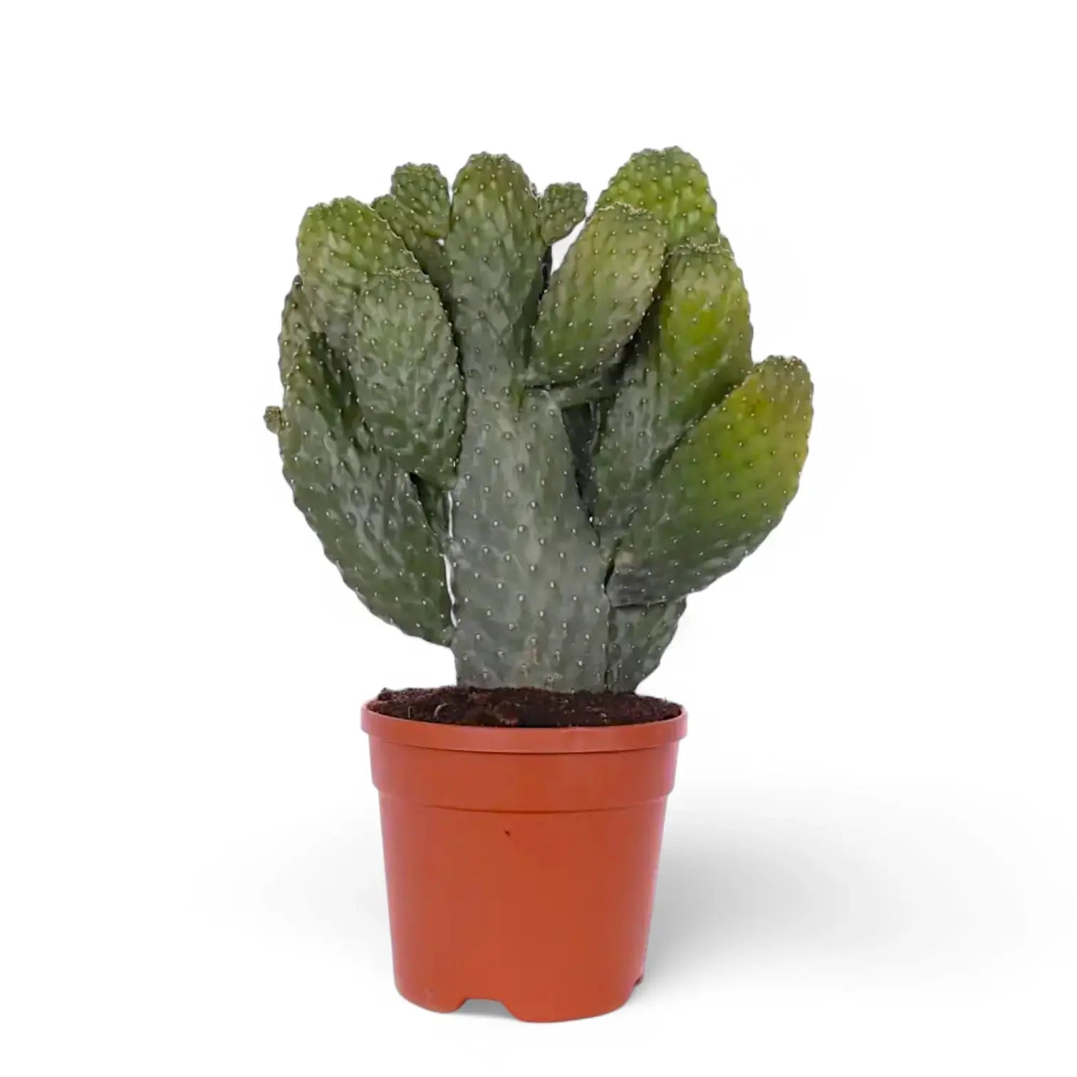 Consolea rubescens – Topfpflanze im Kulturtopf vor weißem Hintergrund, Produktfoto 5.