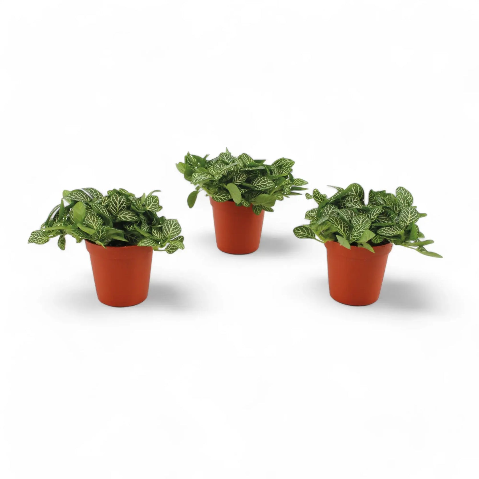 Fittonia albivenis potted houseplant in nursery pot on white background, product photo 4.