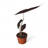 Alocasia longiloba 'Purple' potted houseplant in nursery pot on white background, product photo 7.