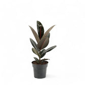 Ficus elastica 'Abidjan' potted houseplant in nursery pot on white background, product photo 6.