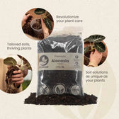 Alocasia-Pflanzsubstrat vor weißem Hintergrund, Produktfoto 7.