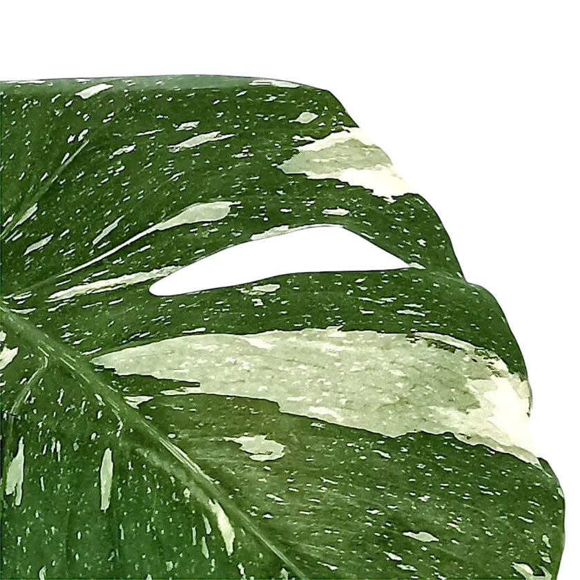 Monstera 'Thai Constellation' leaf close-up on white background.